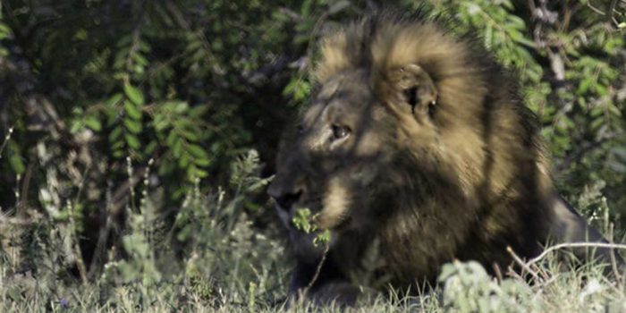 this image shows lion out of focus which is used as an example in taking sharp images blog
