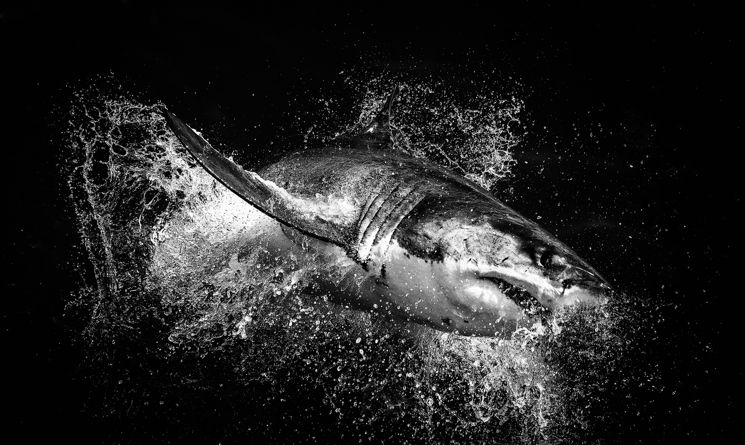 black and white image of a great white shark breaching