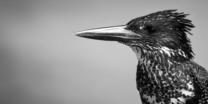 black and white photo of a giant kingfisher looking towards the left