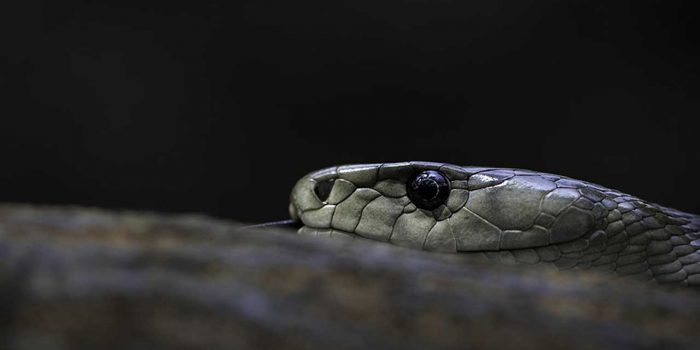 photo accompanies a blog post about photographing black mambas. It shows a snake head on a log