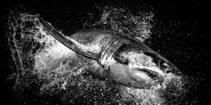 this photo shows a great white shark breaching the water - wildlife photography